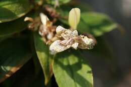 Image of toad lily