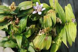 Image of toad lily