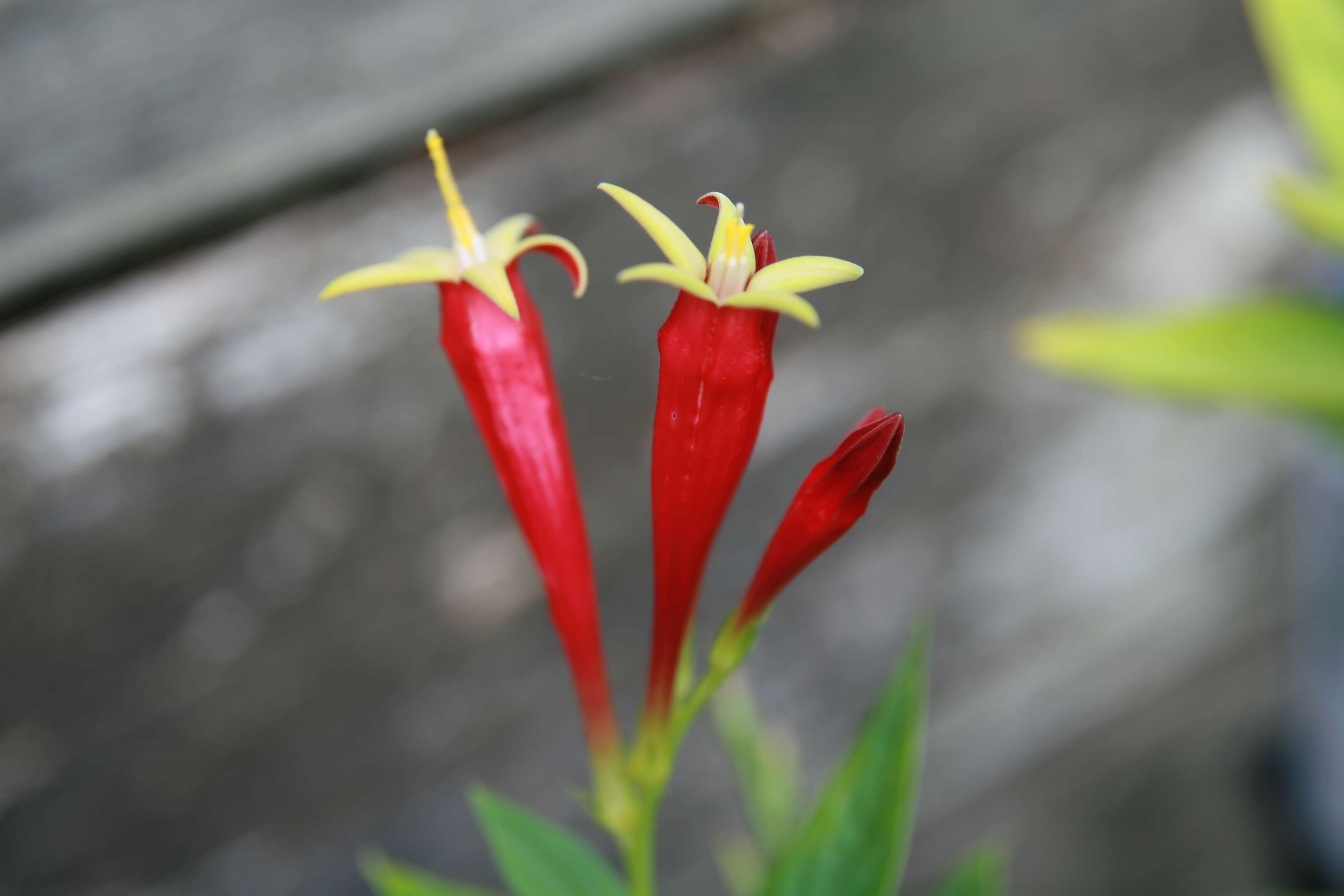 Plancia ëd Spigelia marilandica (L.) L.