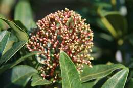 Imagem de Skimmia