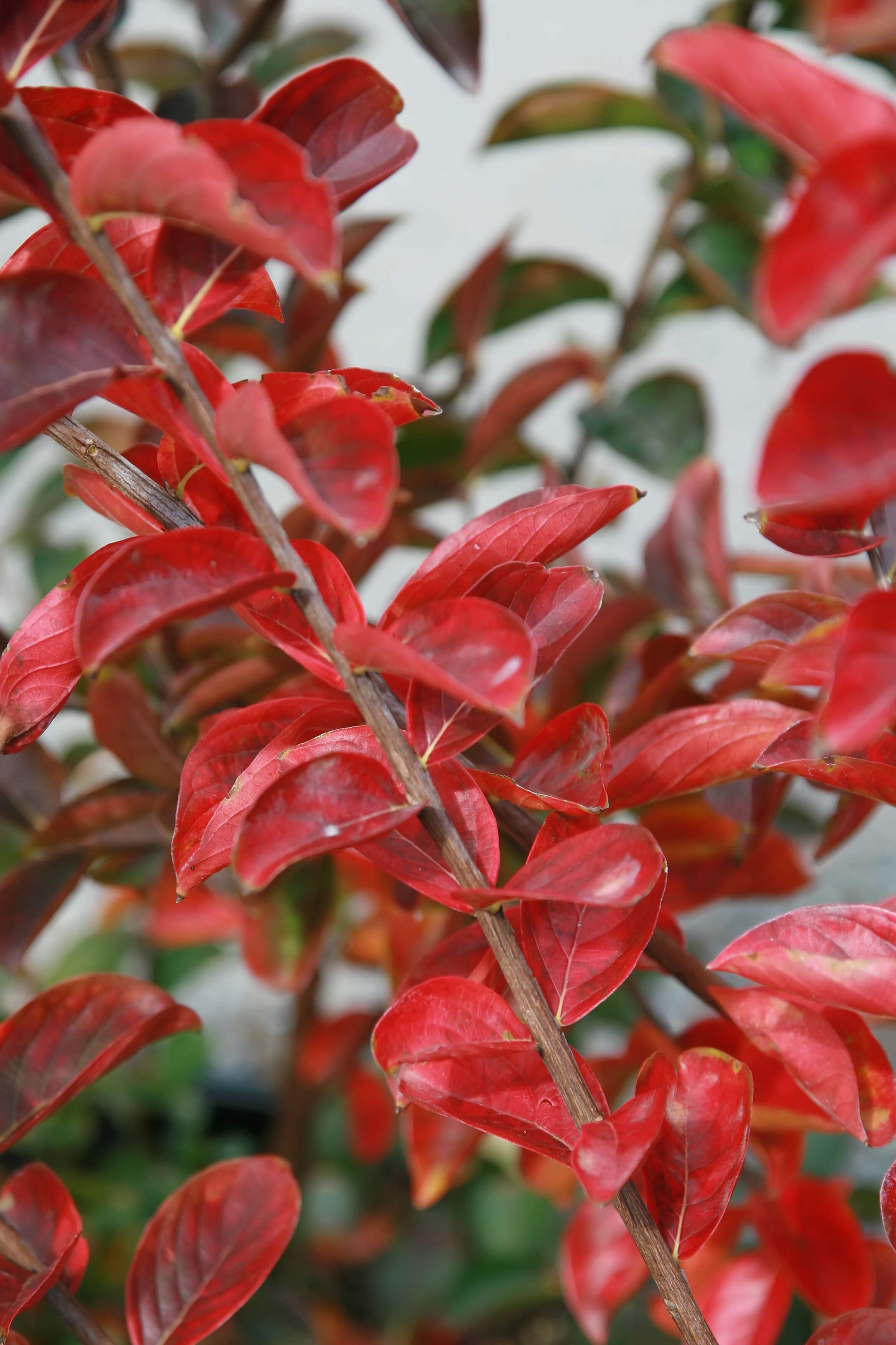 Image of lagerstroemia