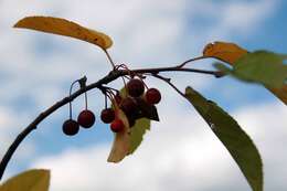 Image of Malus sargentii