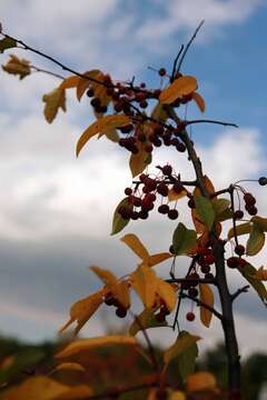 Image of Malus sargentii