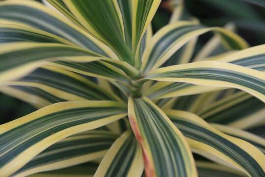 Image of Dracaena reflexa Lam.