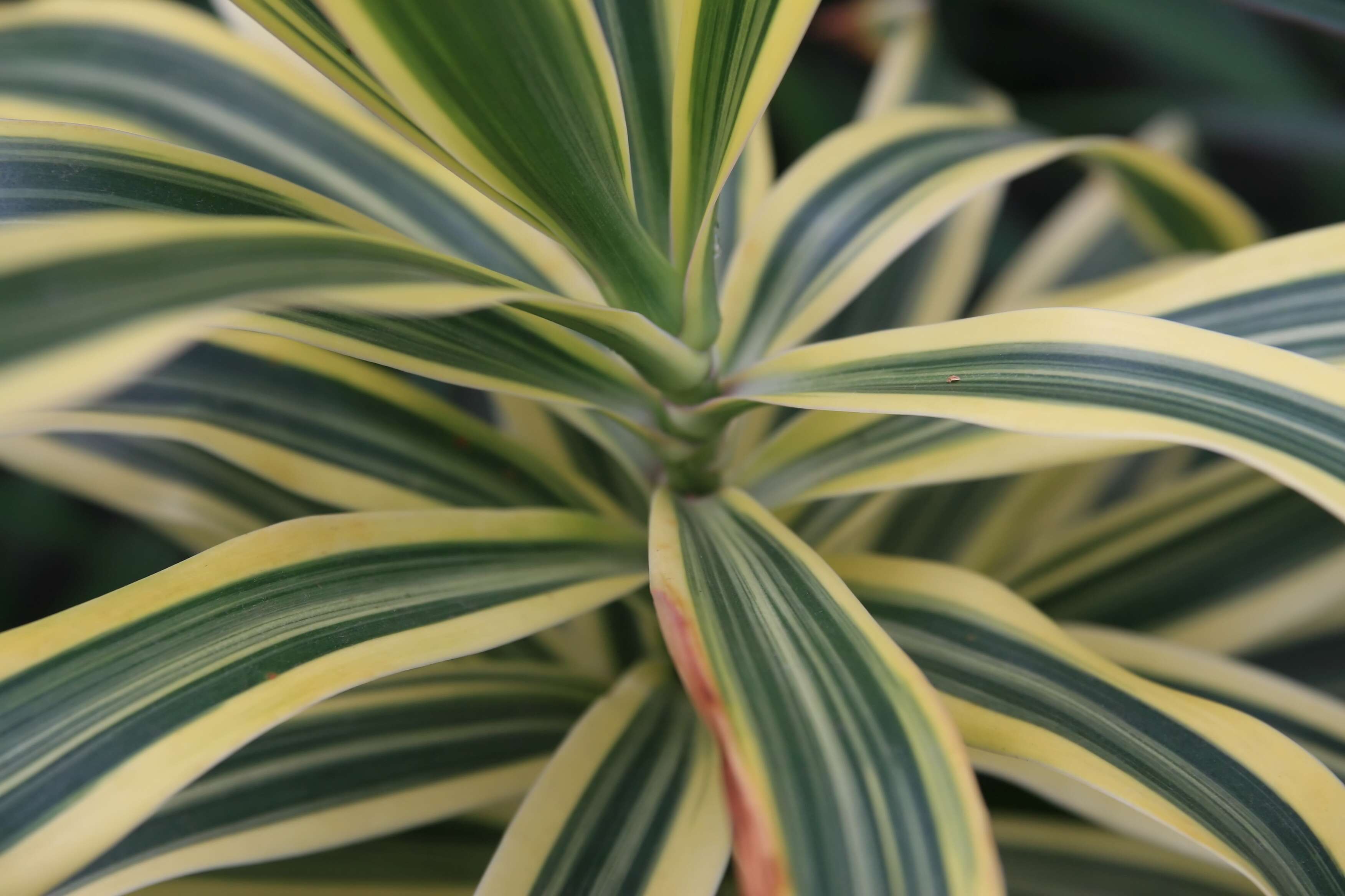 Image of Dracaena reflexa Lam.