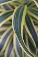 Image of Dracaena reflexa Lam.