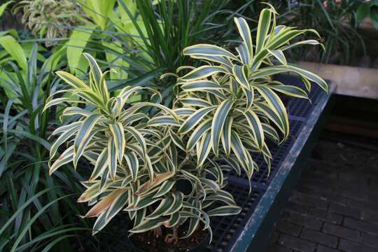 Image of Dracaena reflexa Lam.