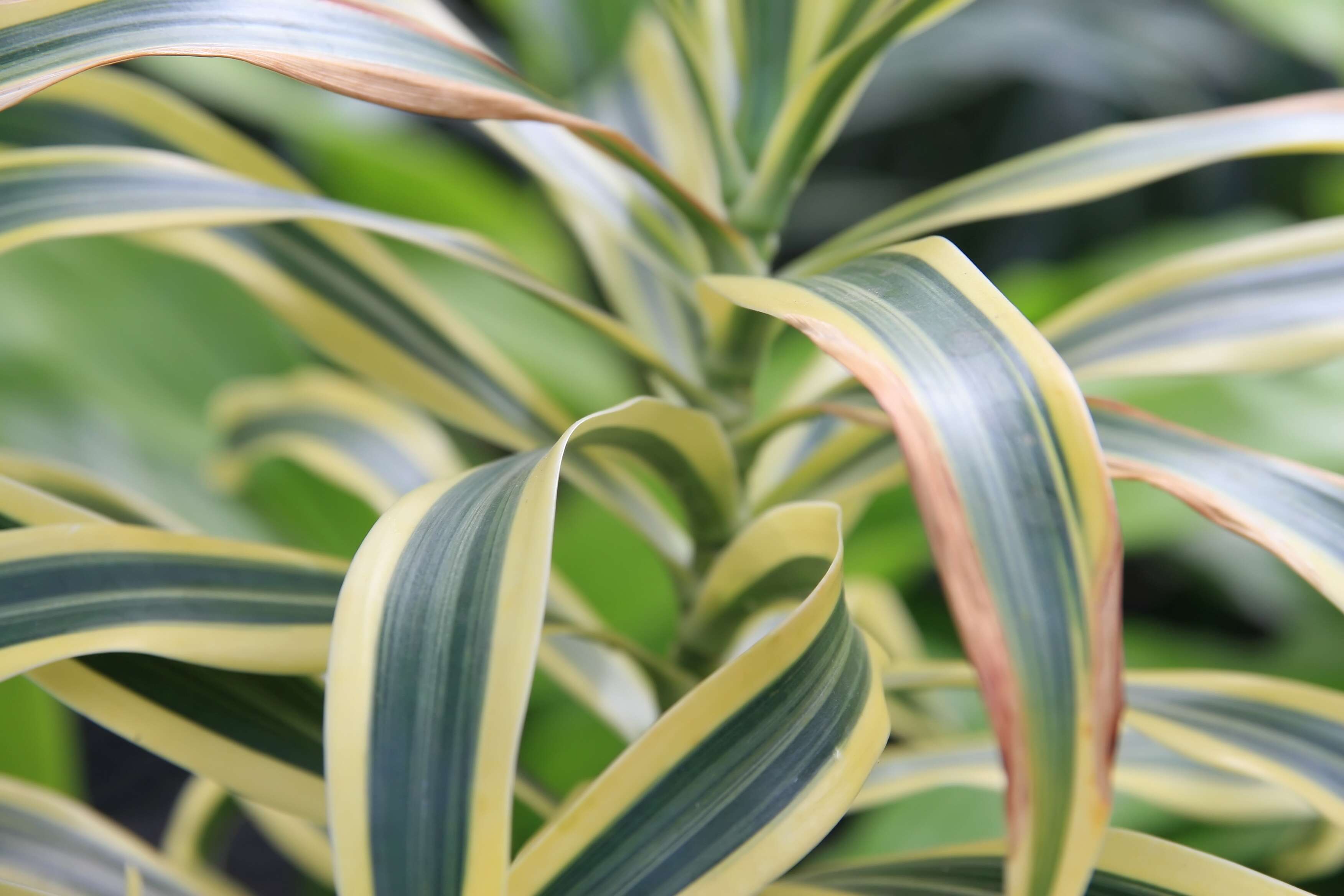 Image of Dracaena reflexa Lam.