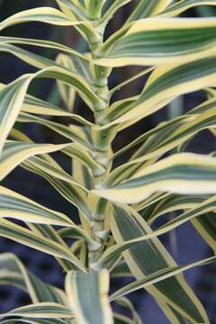 Image of Dracaena reflexa Lam.