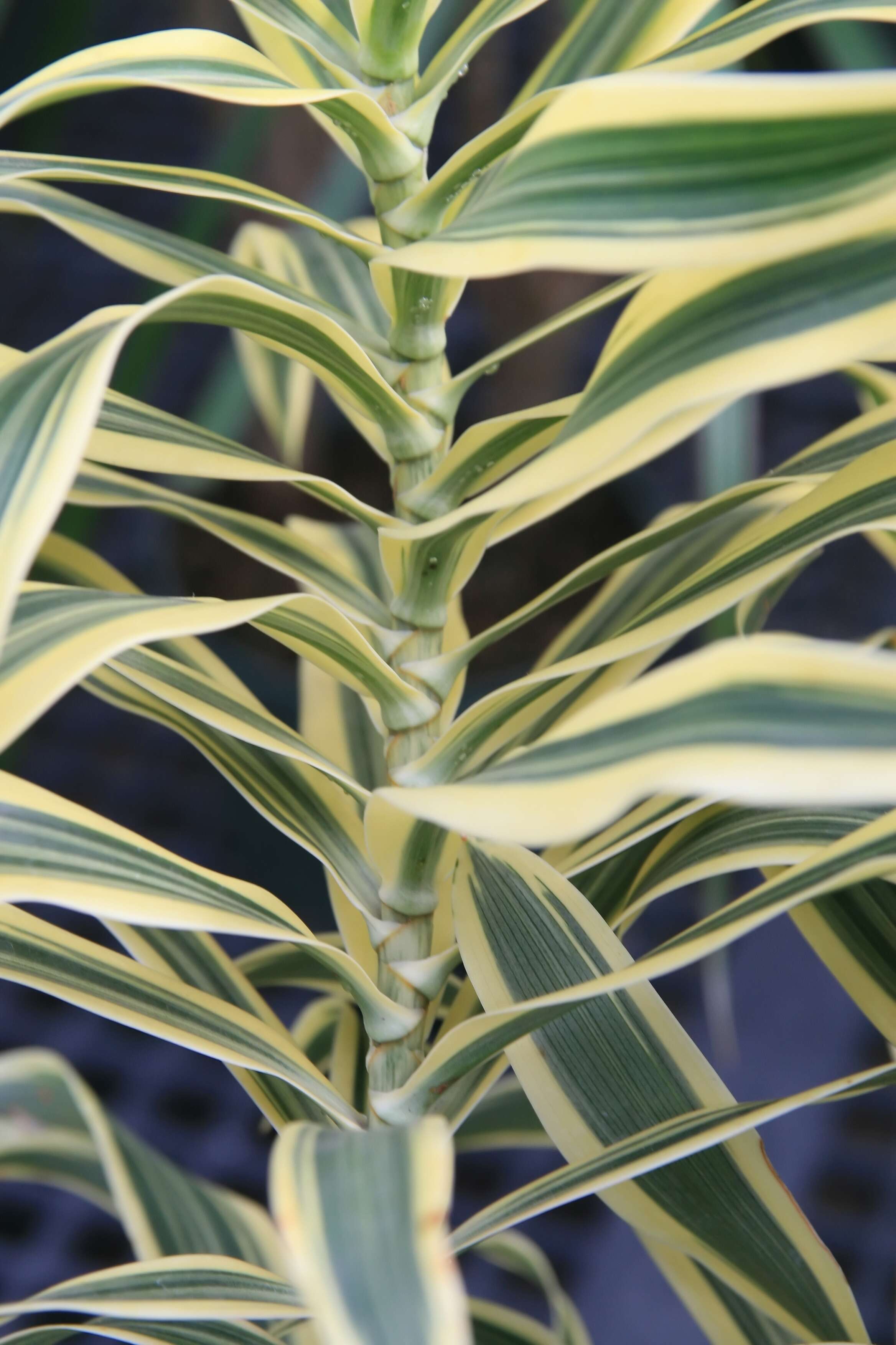 Image of Dracaena reflexa Lam.