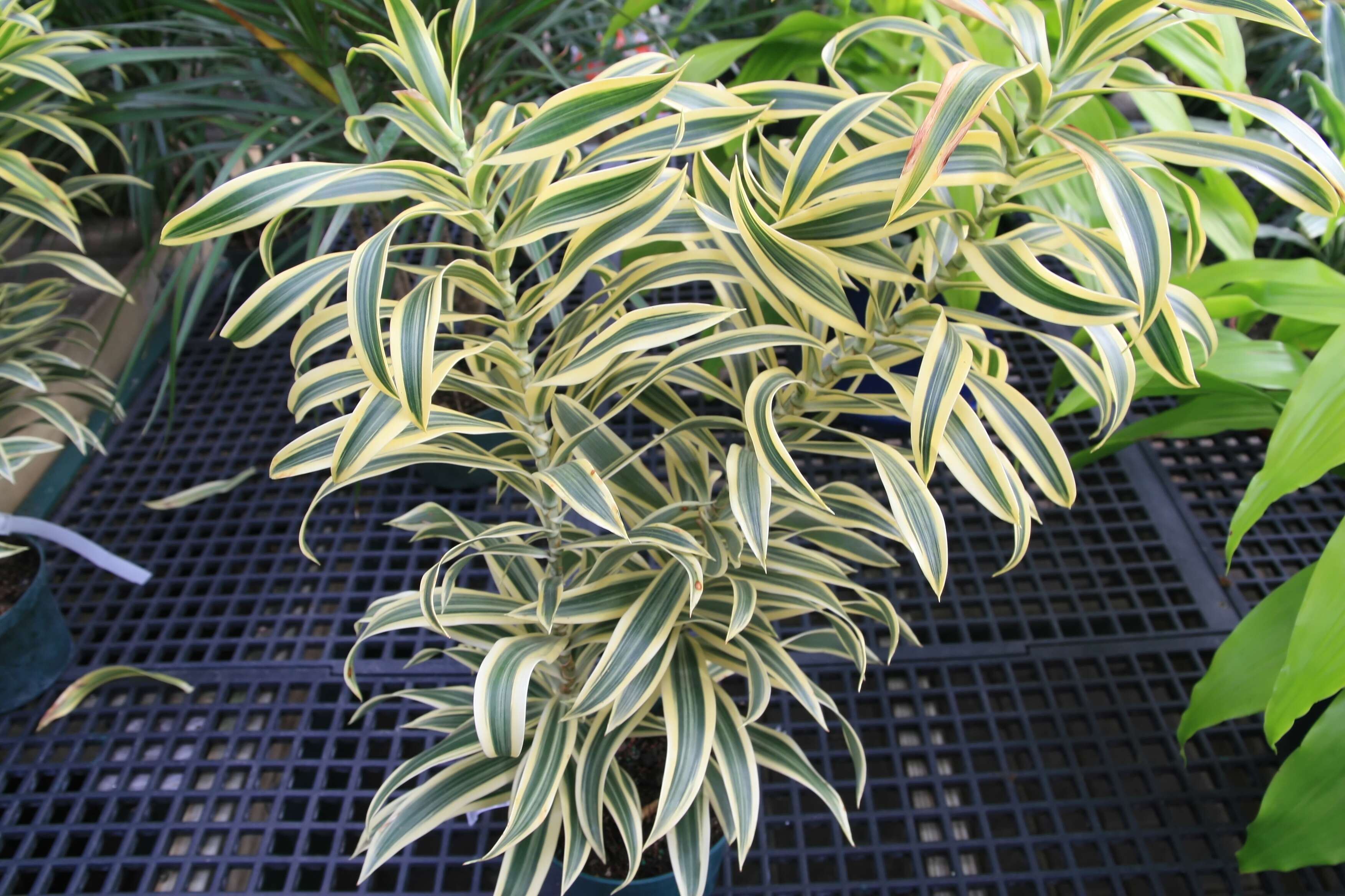 Image of Dracaena reflexa Lam.