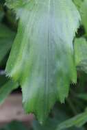 Image of Burmese fishtail palm