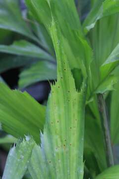 Image of Burmese fishtail palm