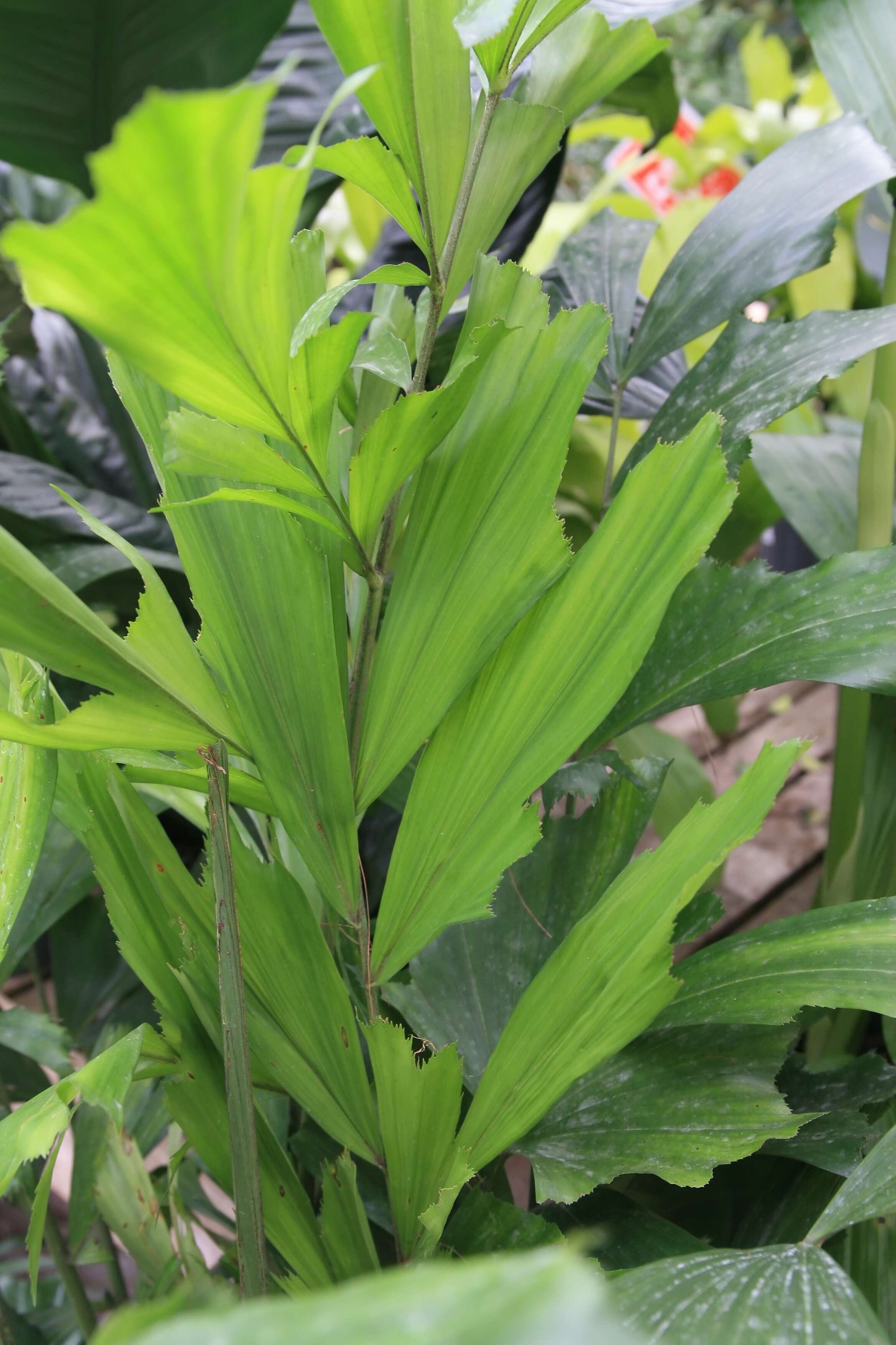 Image of Burmese fishtail palm