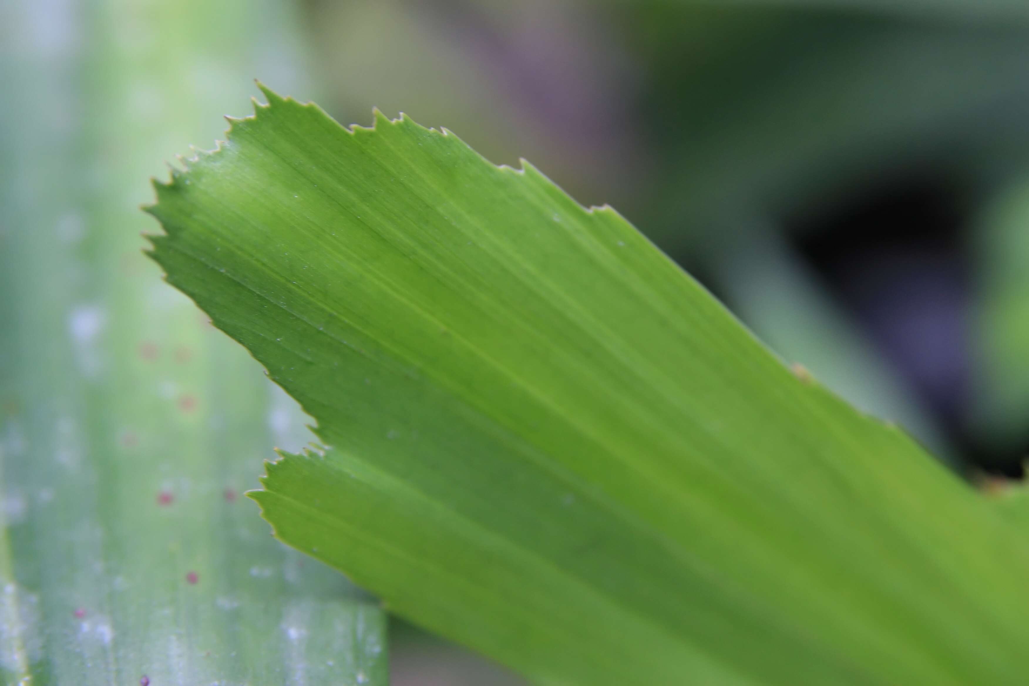 Image of Burmese fishtail palm