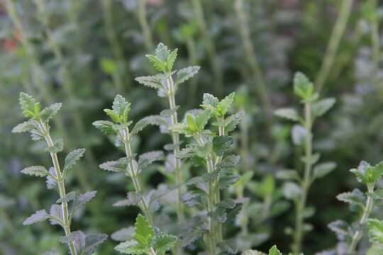 Image de Germandrée petit-chêne