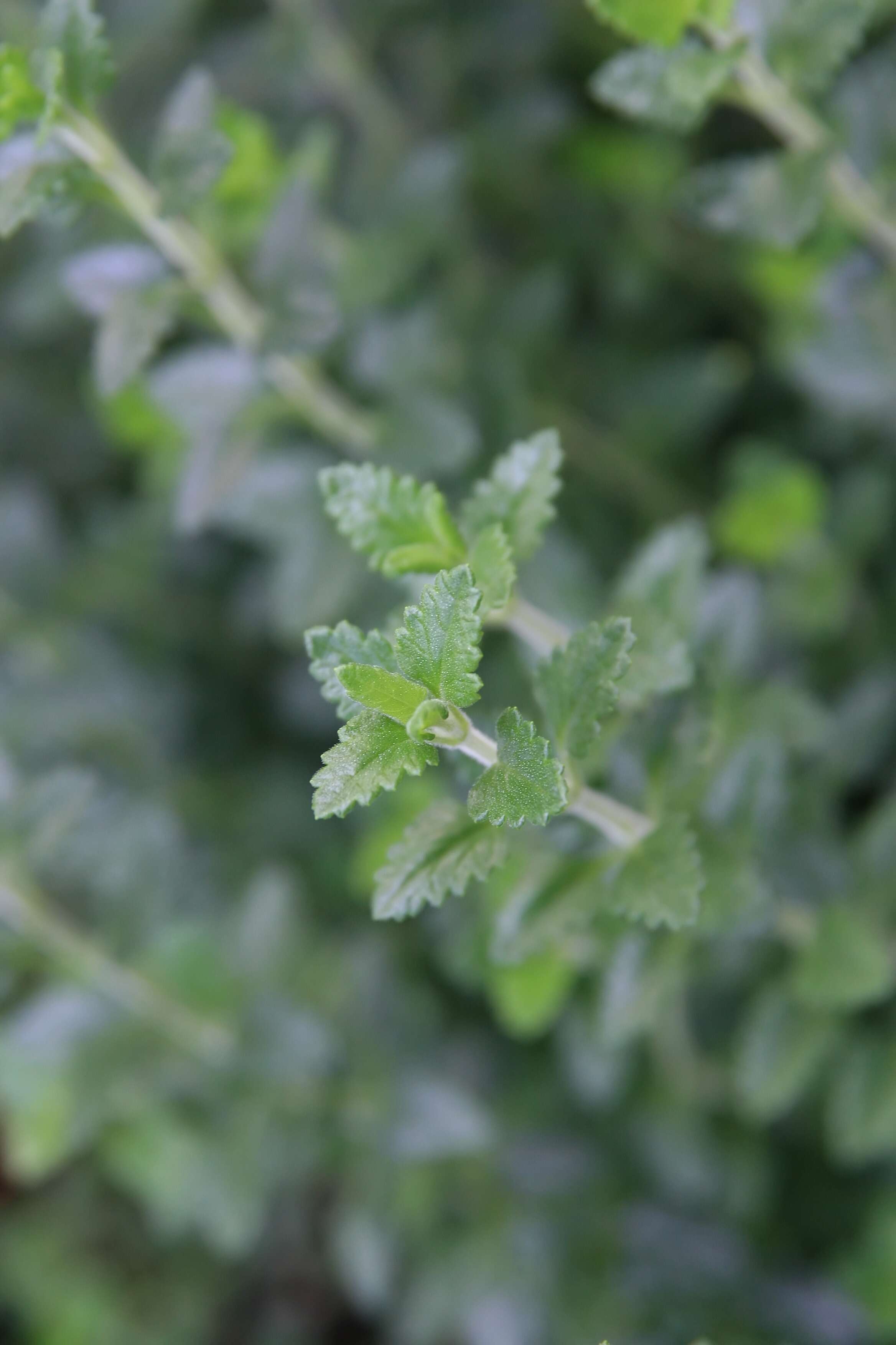 Image de Germandrée petit-chêne