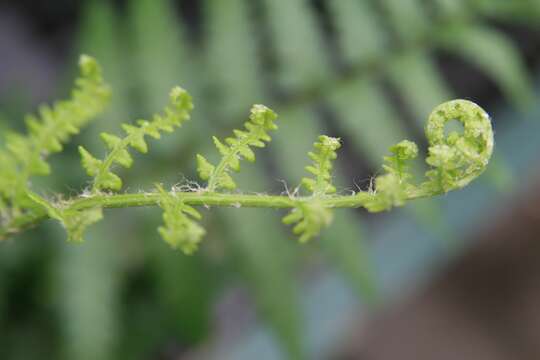 Sivun Dryopteris ludoviciana (Kunze) Small kuva