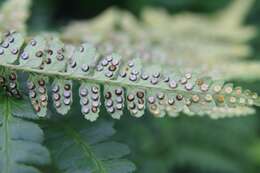 Image de Dryopteris ludoviciana (Kunze) Small