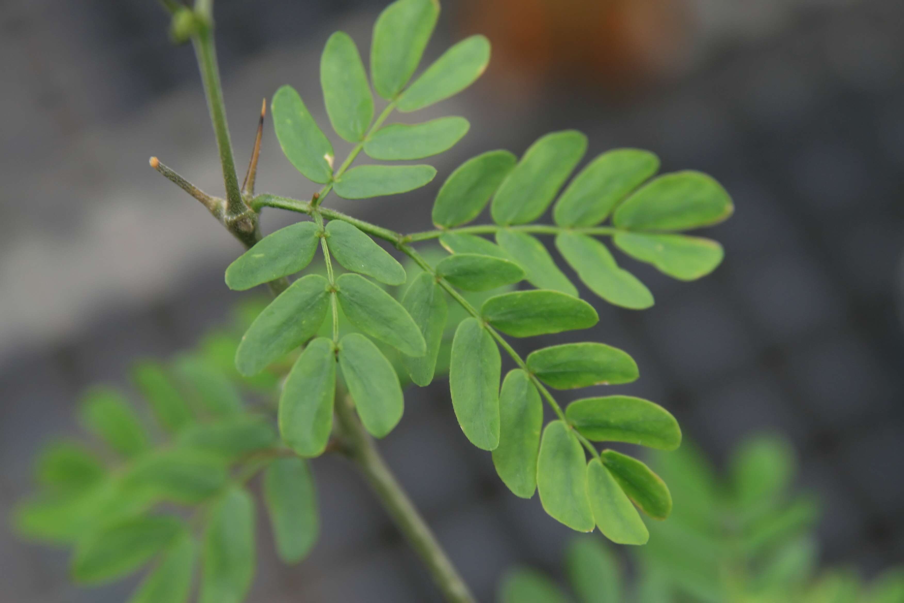 Image of Ebony Blackbead