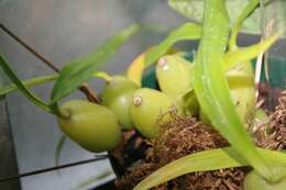 Image of Coelogyne cristata Lindl.