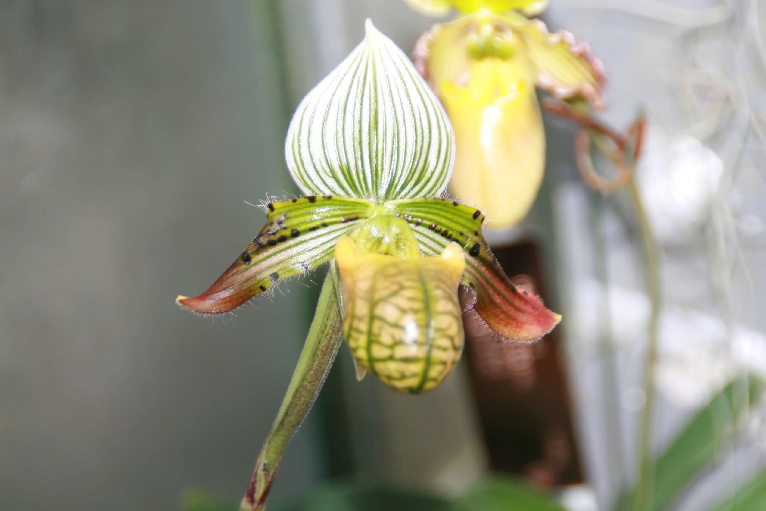 Sivun Paphiopedilum venustum (Wall. ex Sims) Pfitzer kuva