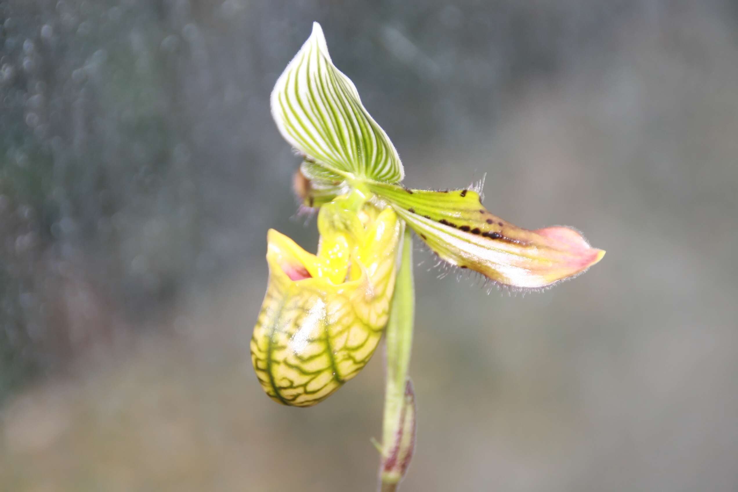 Sivun Paphiopedilum venustum (Wall. ex Sims) Pfitzer kuva