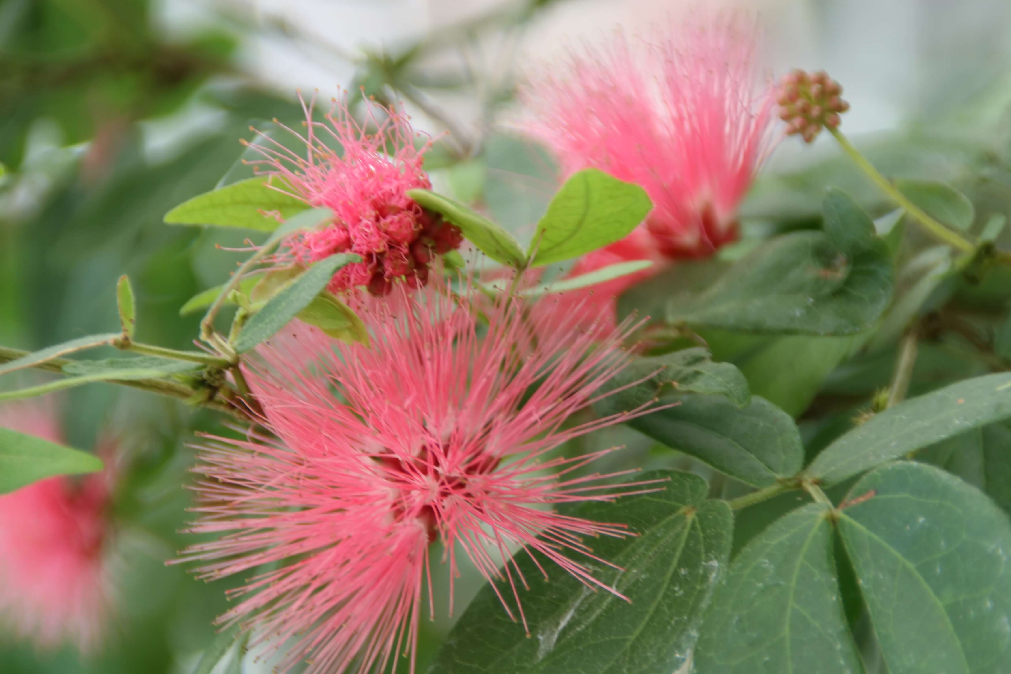 Imagem de Calliandra tergemina (L.) Benth.