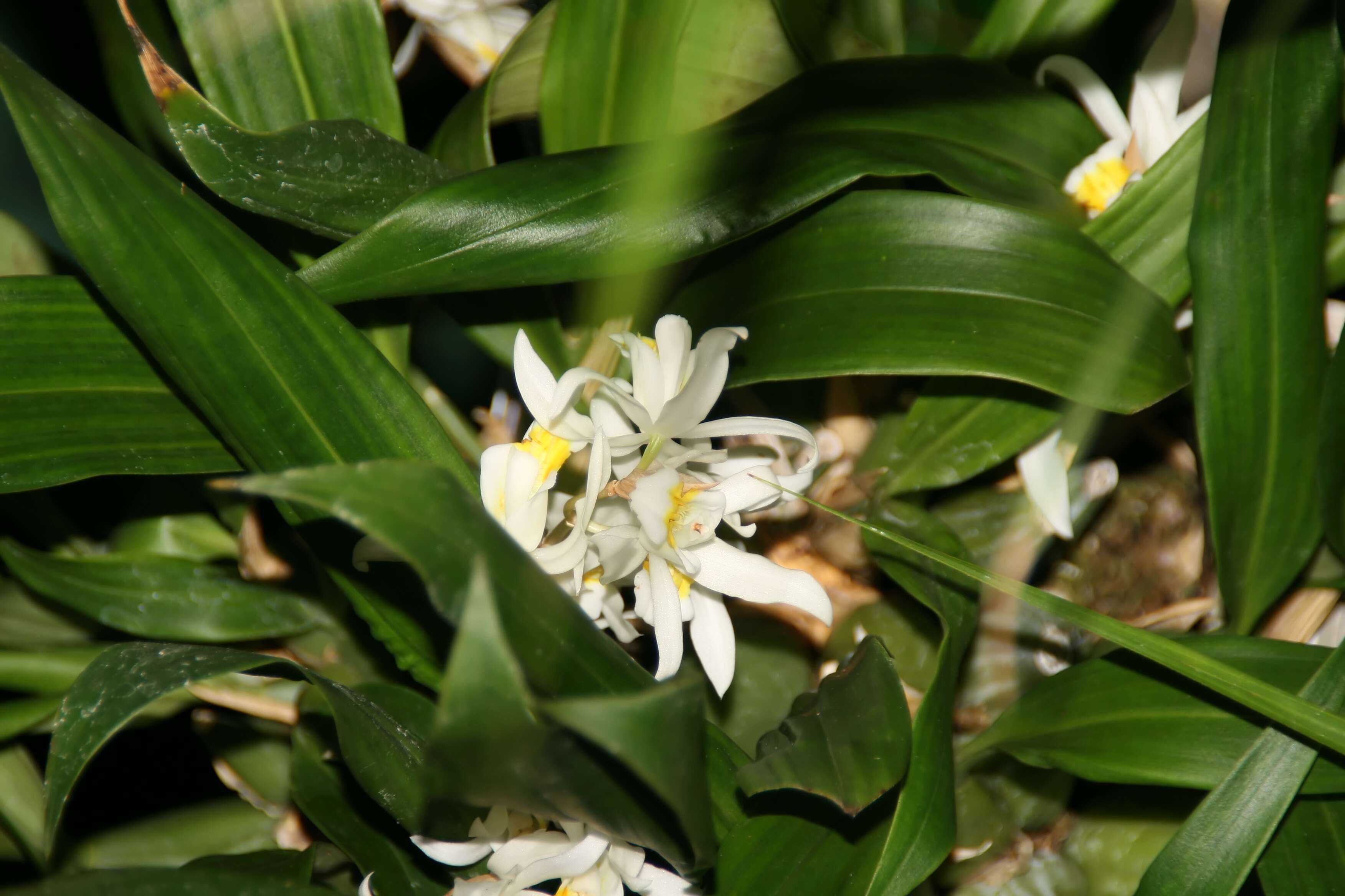 Image of Coelogyne cristata Lindl.