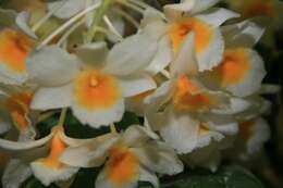 صورة Dendrobium farmeri Paxton