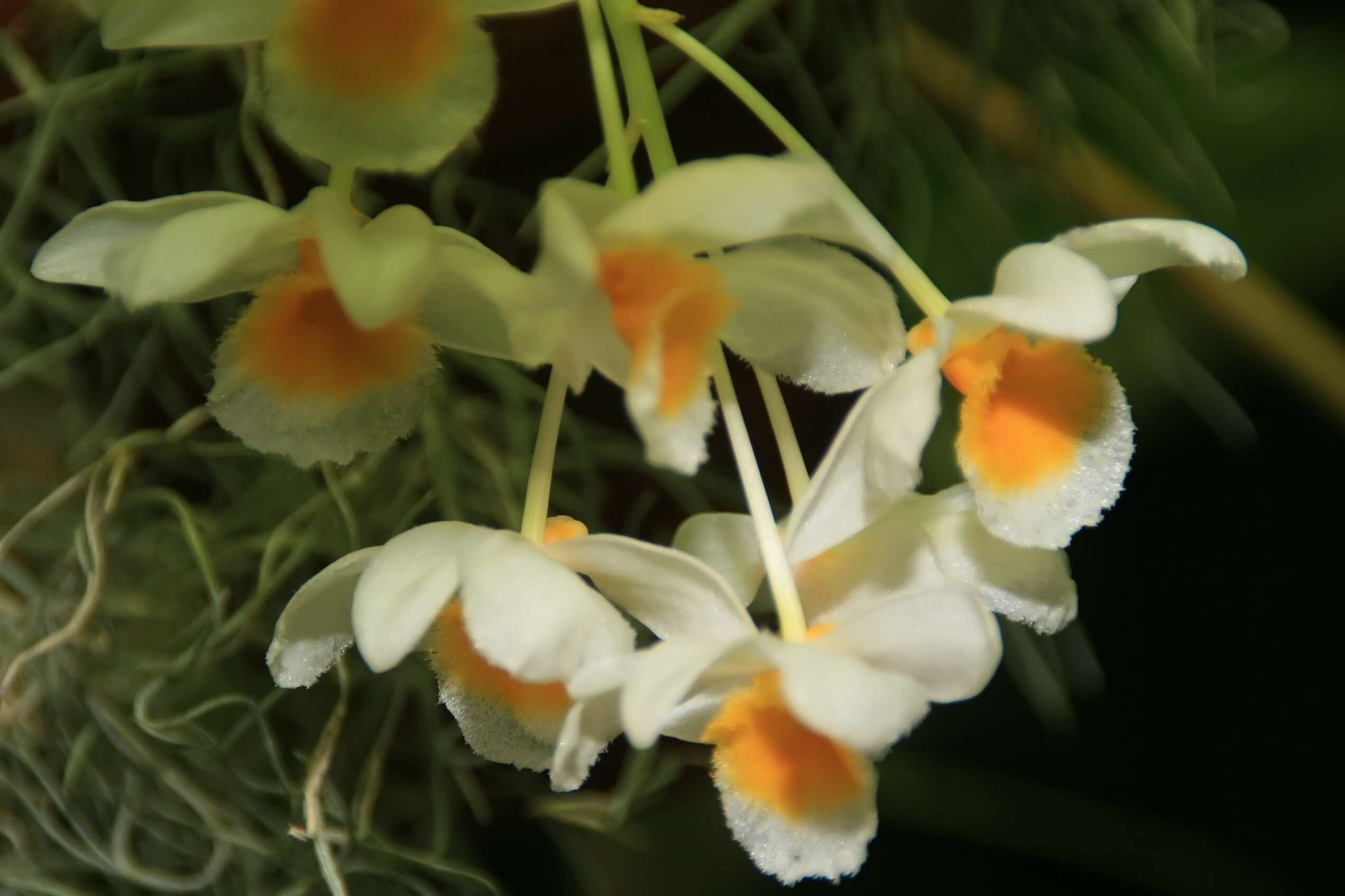 صورة Dendrobium farmeri Paxton