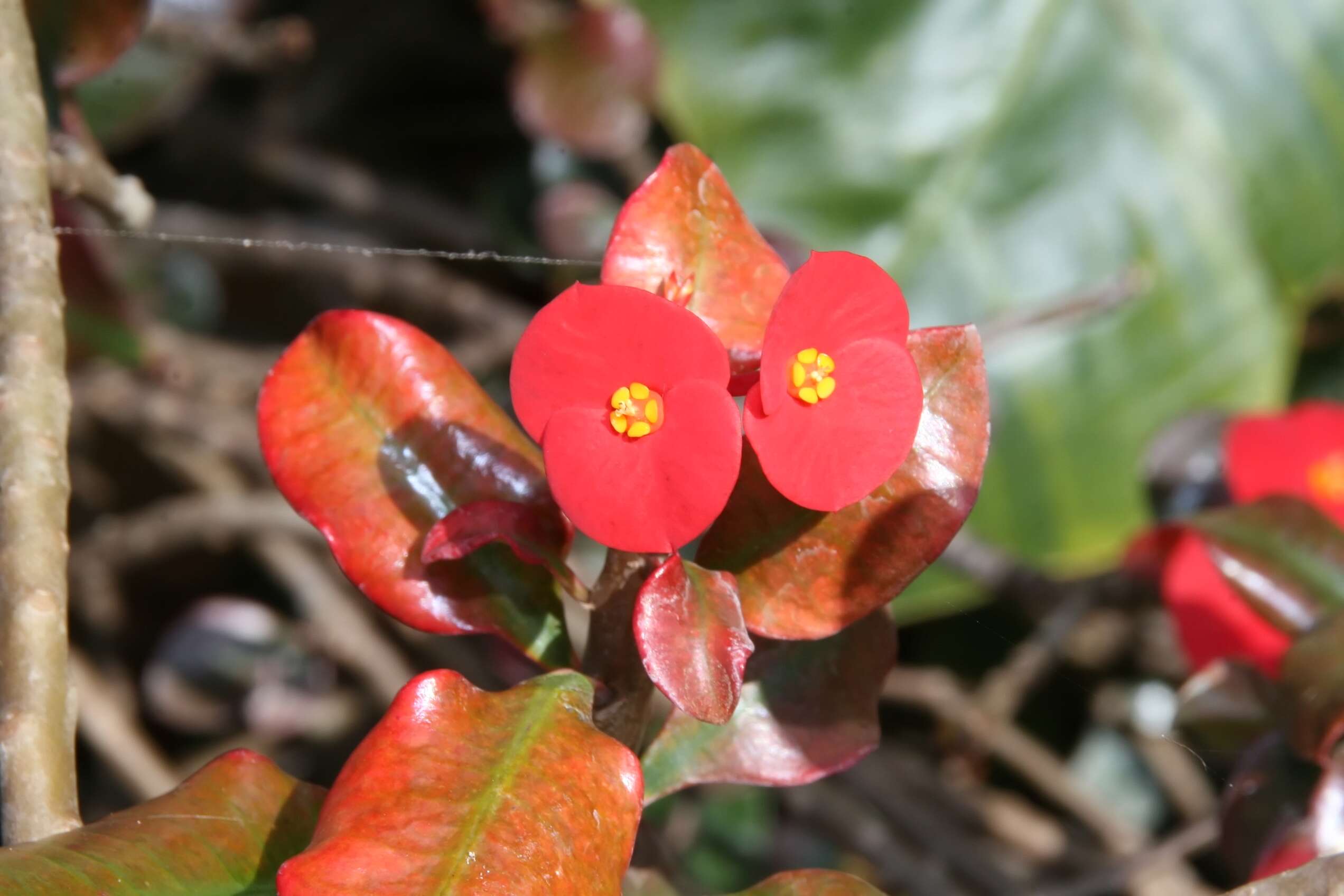 Euphorbia geroldii Rauh resmi