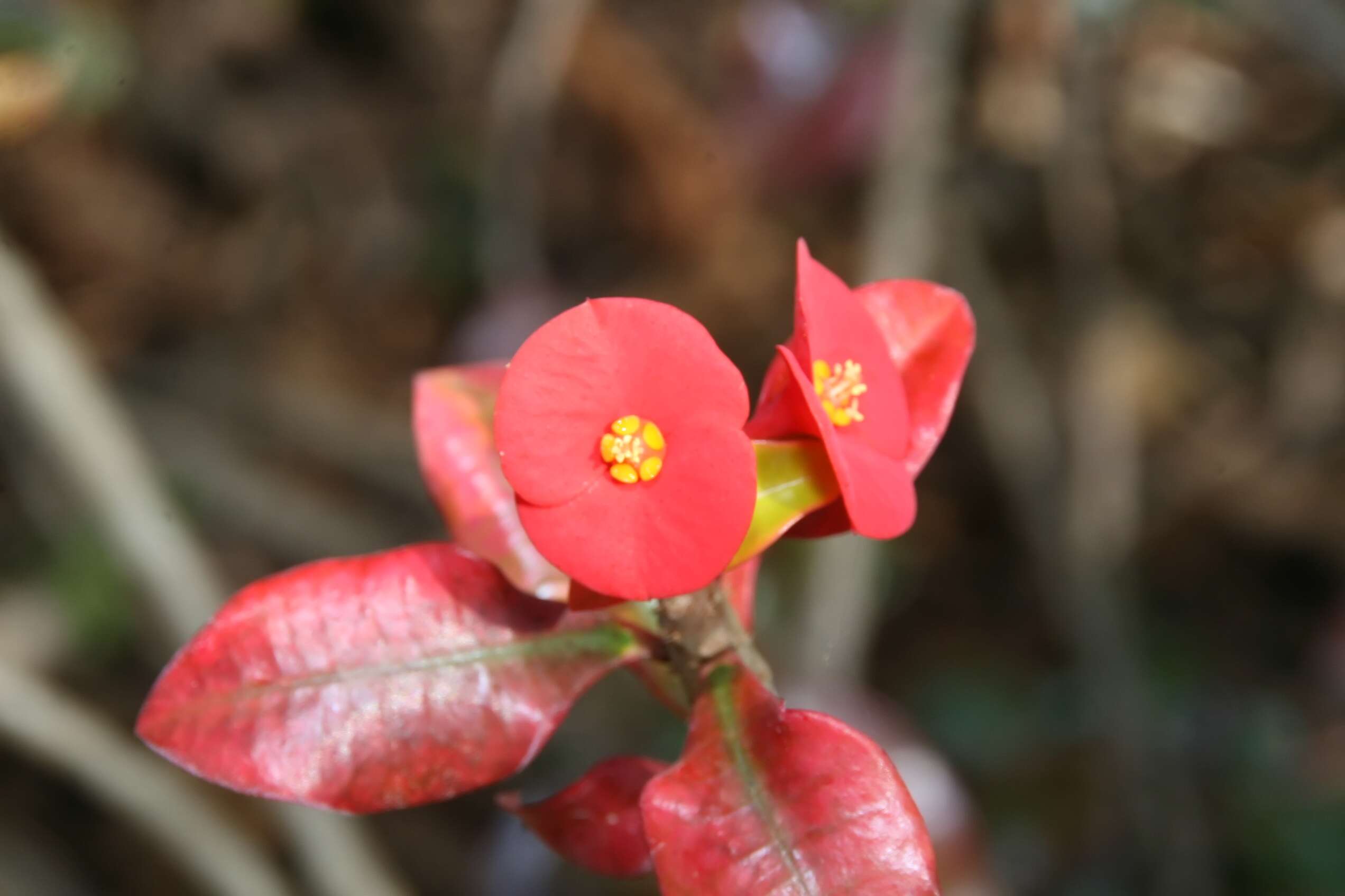 Euphorbia geroldii Rauh resmi