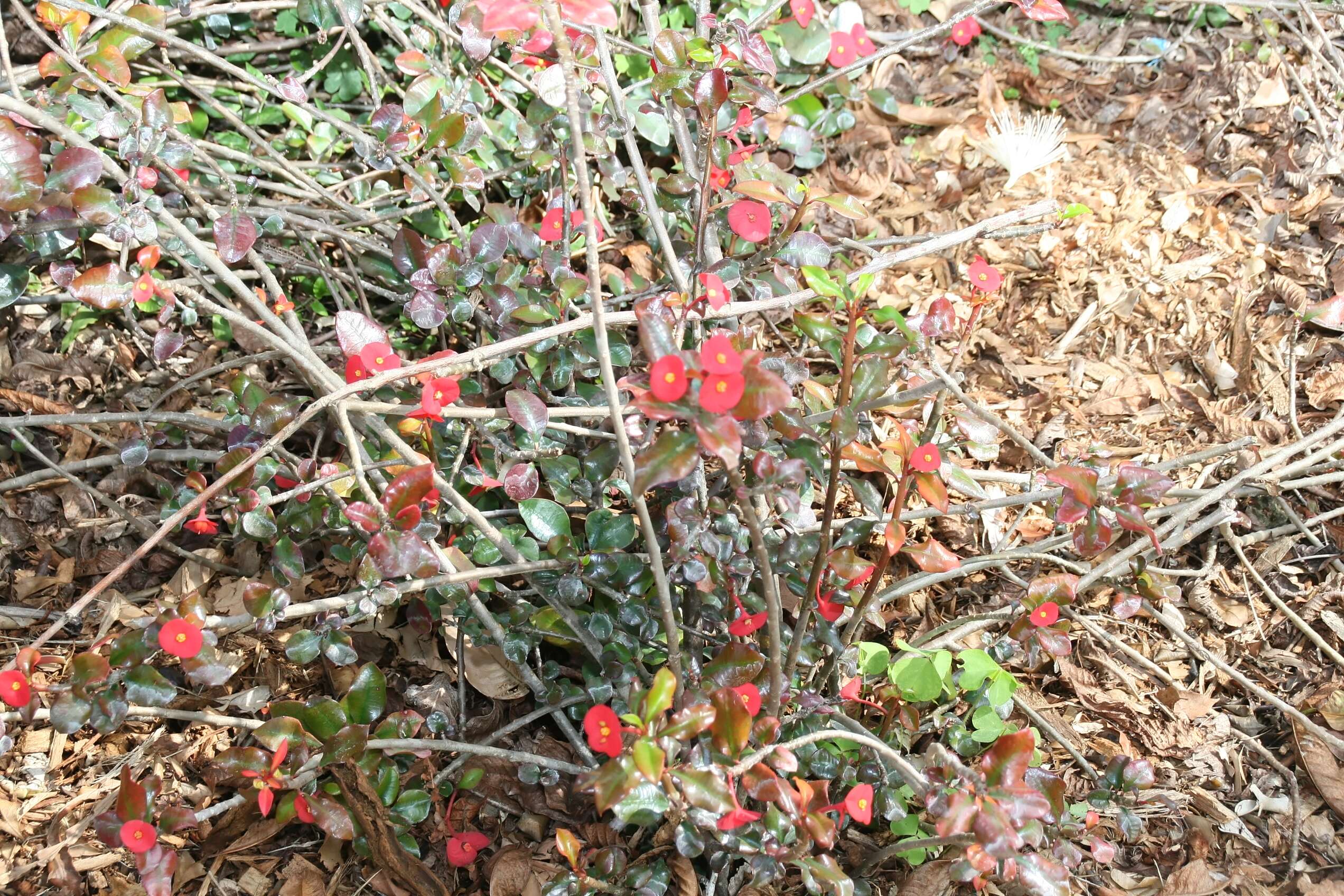 Image of Euphorbia geroldii Rauh