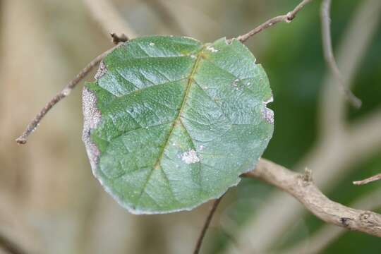 Image de Tabernaemontana pandacaqui Lam.