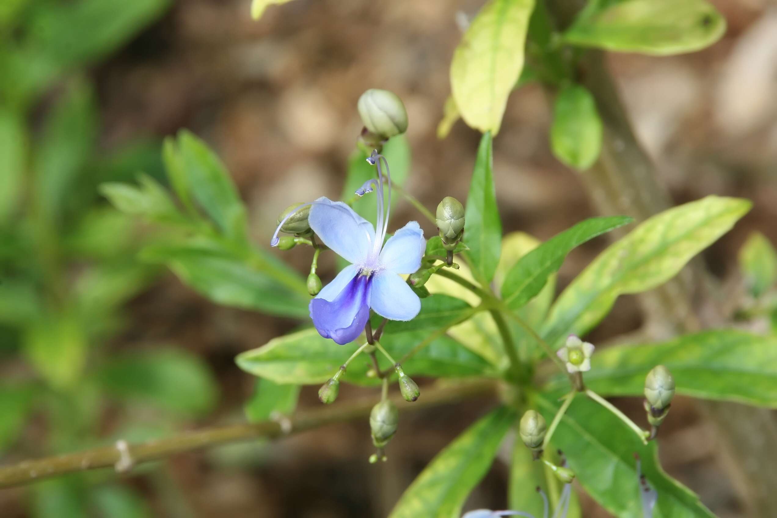 Слика од Rotheca myricoides (Hochst.) Steane & Mabb.