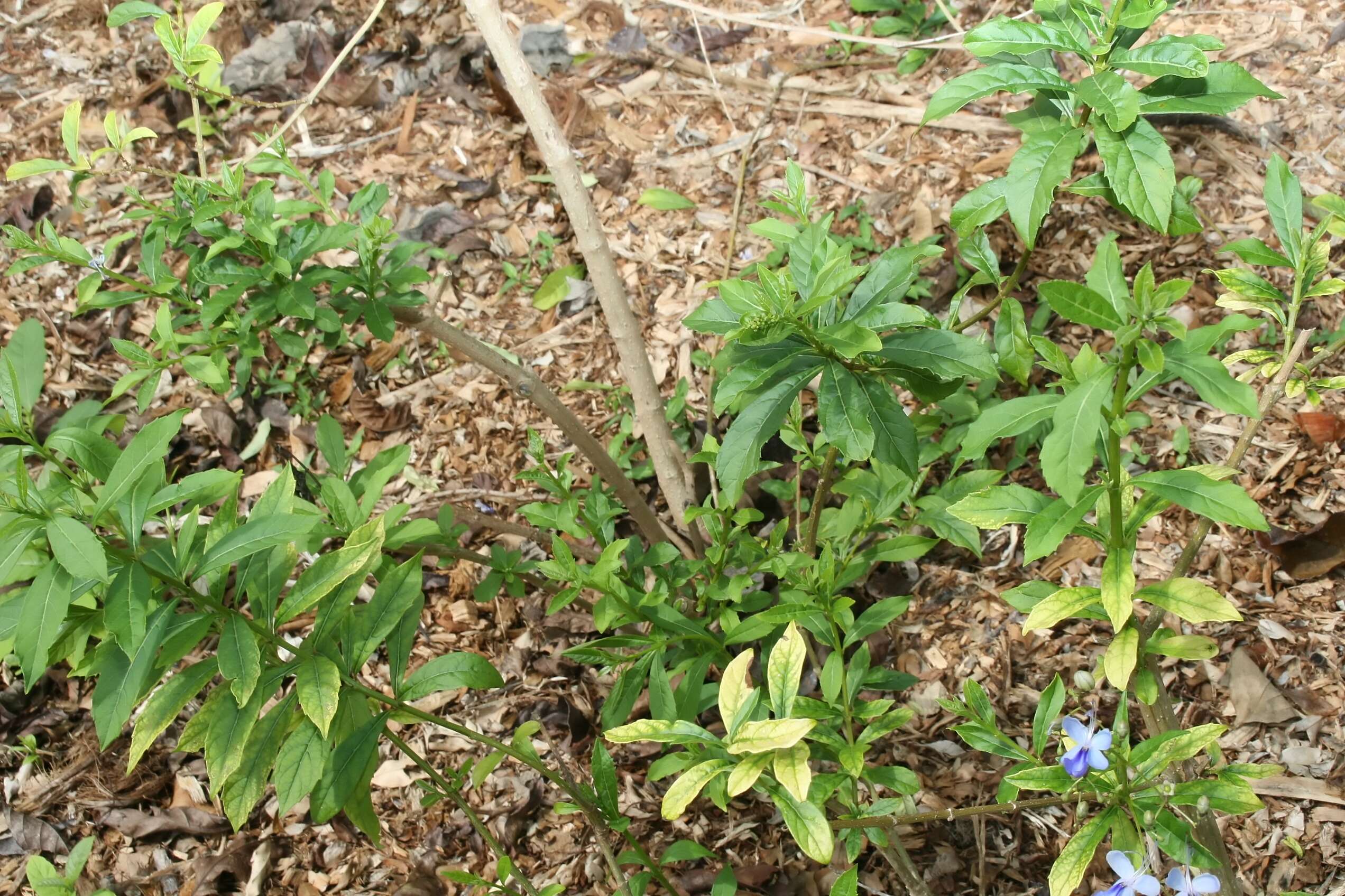 Image of Blue cat's whiskers