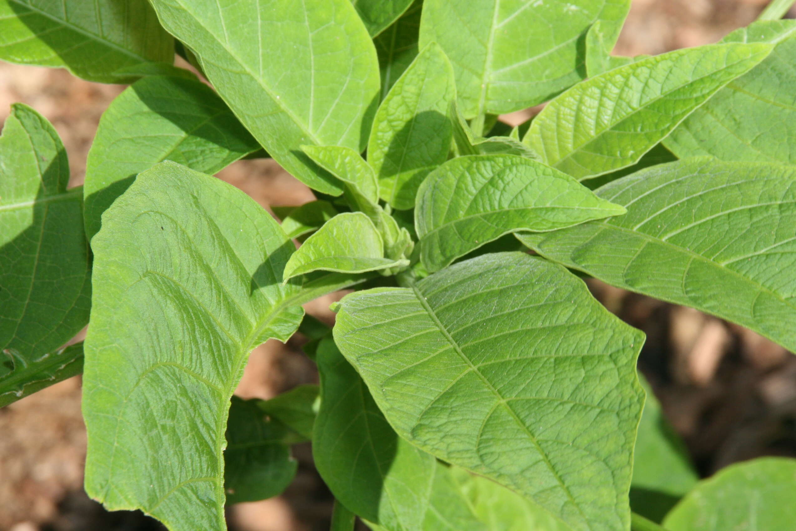 Image of arborescent angel's-tears