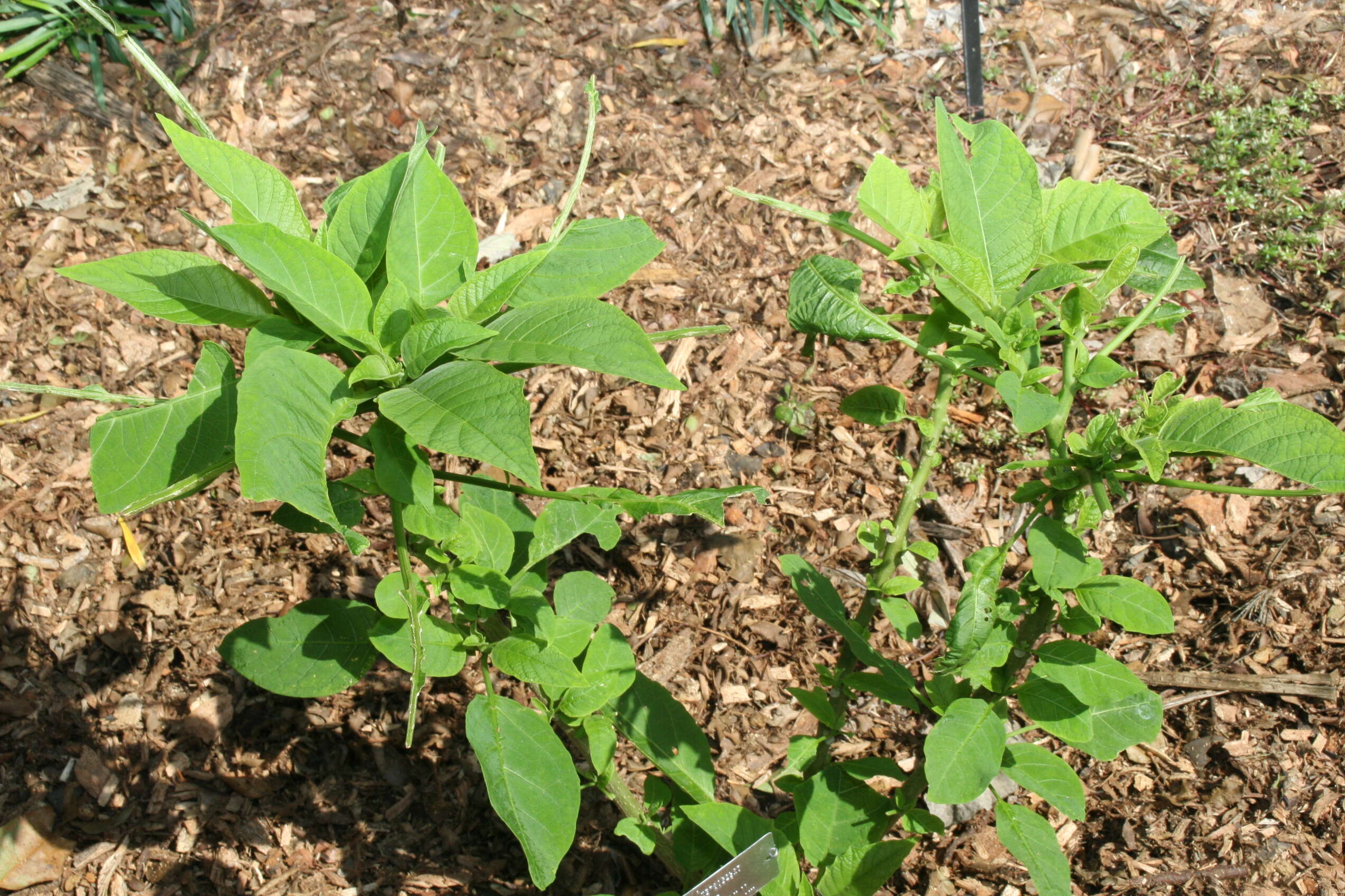 Image of arborescent angel's-tears