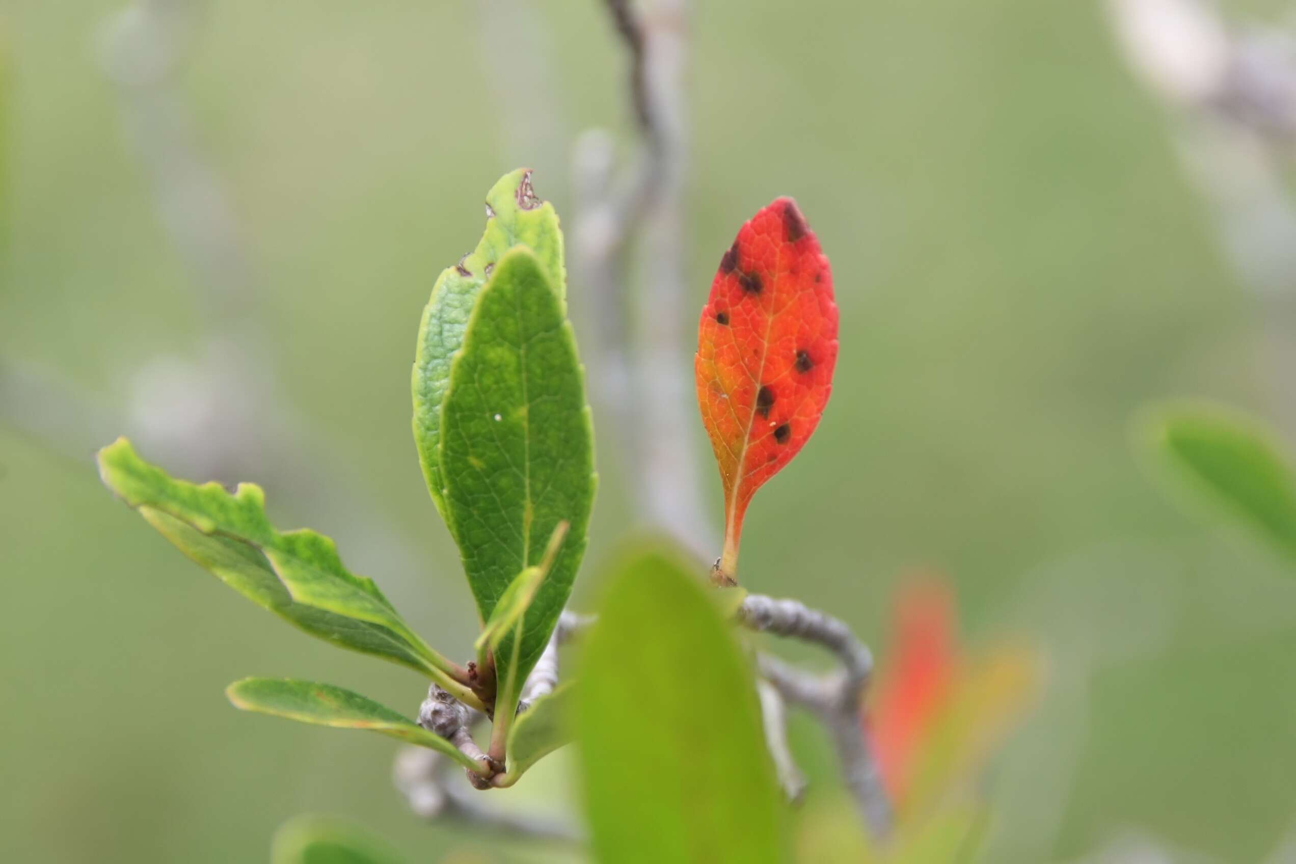 Sivun Rhaphiolepis indica var. umbellata (Thunb. ex Murray) H. Ohashi kuva