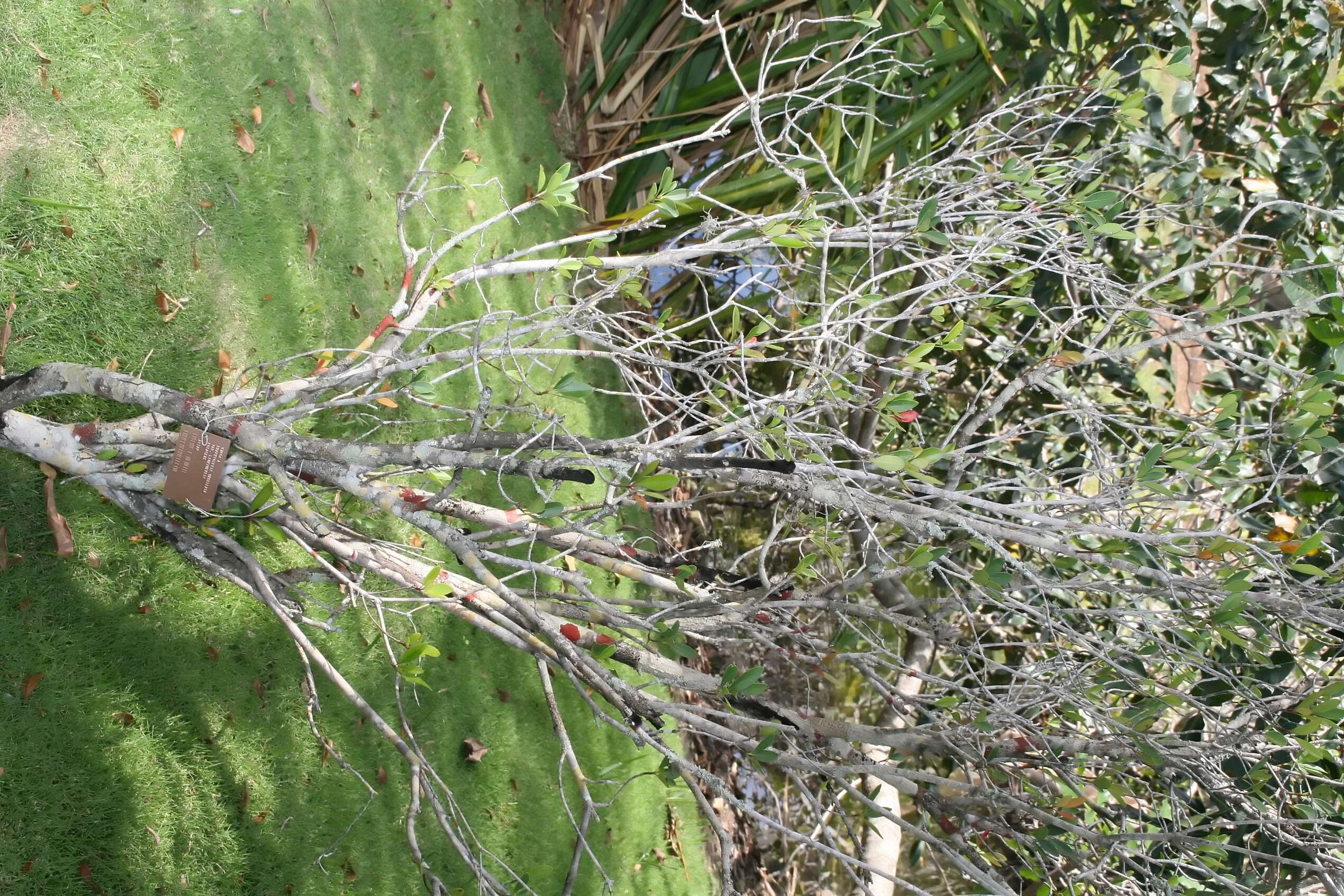 Sivun Rhaphiolepis indica var. umbellata (Thunb. ex Murray) H. Ohashi kuva