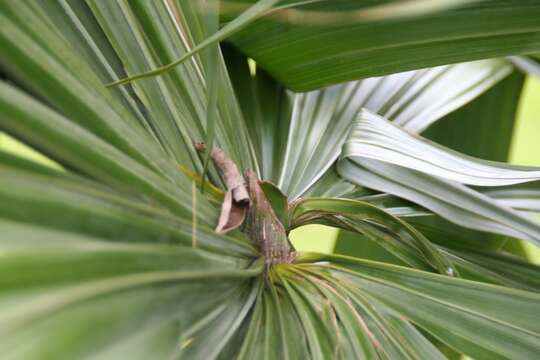 Image of Sabal mauritiiformis (H. Karst.) Griseb. & H. Wendl.