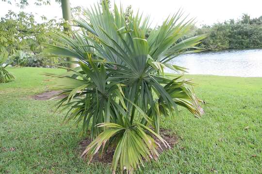 Image of Sabal mauritiiformis (H. Karst.) Griseb. & H. Wendl.