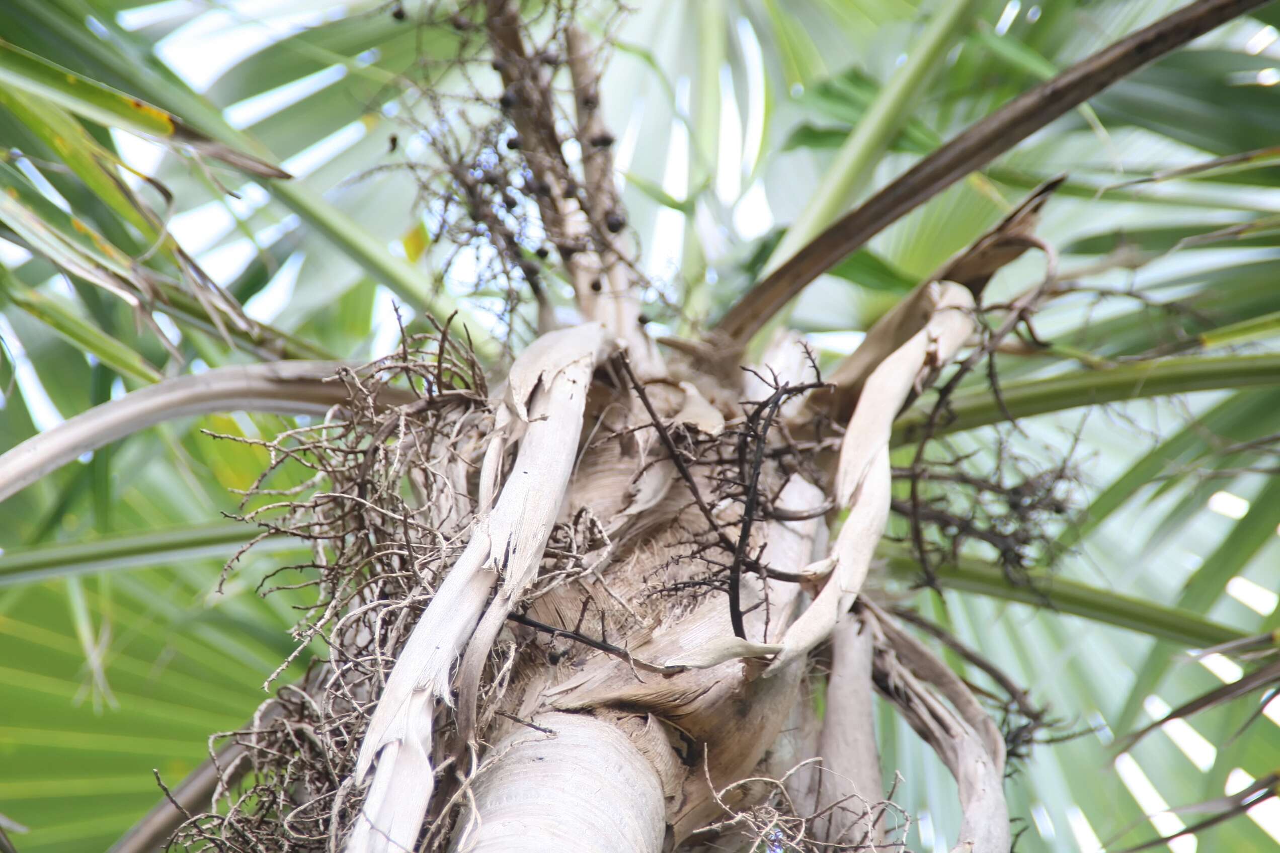 Image of Coccothrinax alta (O. F. Cook) Becc.