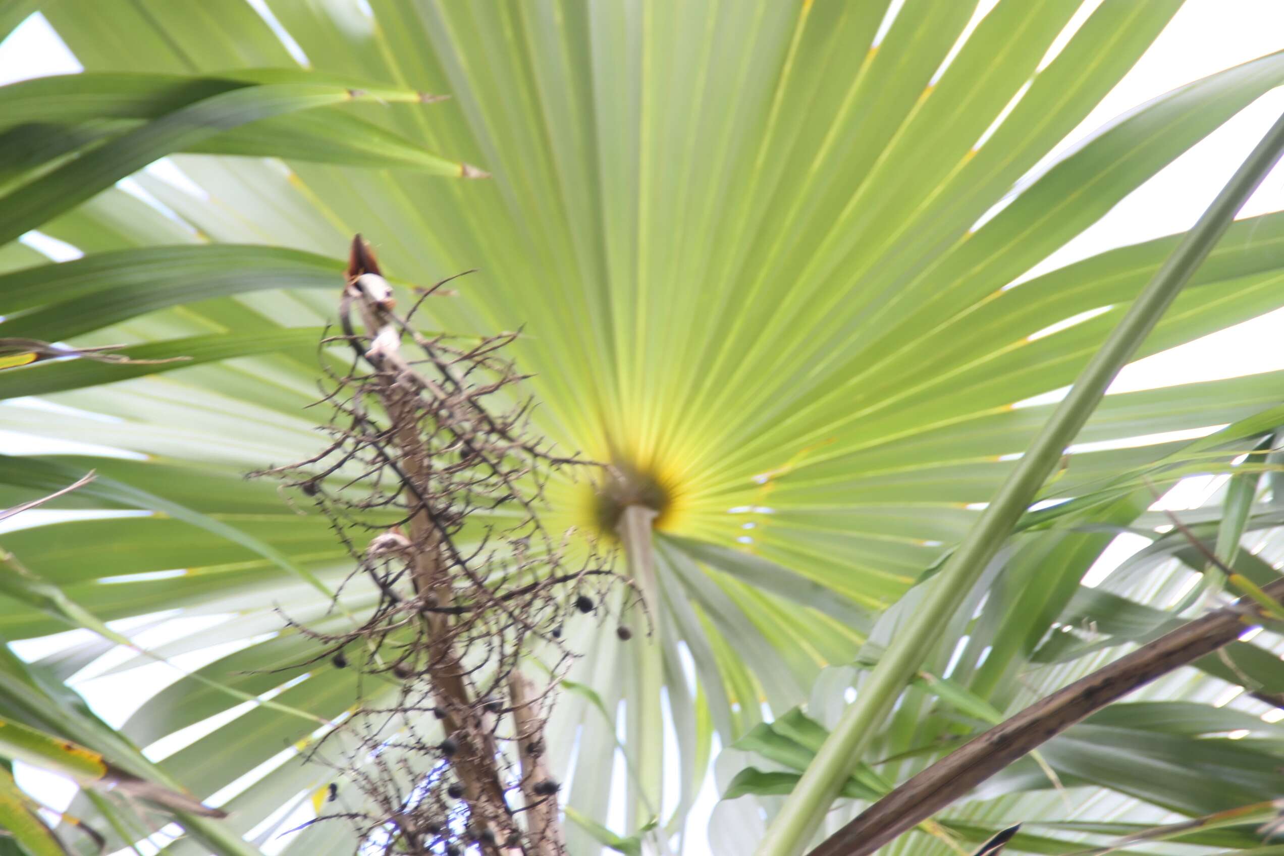 Image of Coccothrinax alta (O. F. Cook) Becc.