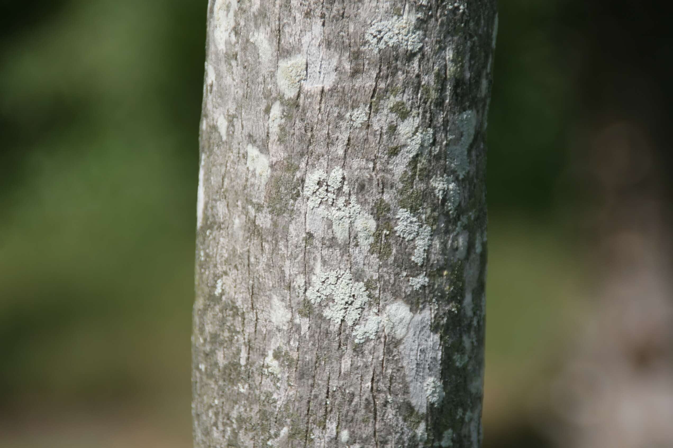 Image of Coccothrinax guantanamensis (León) O. Muñiz & Borhidi