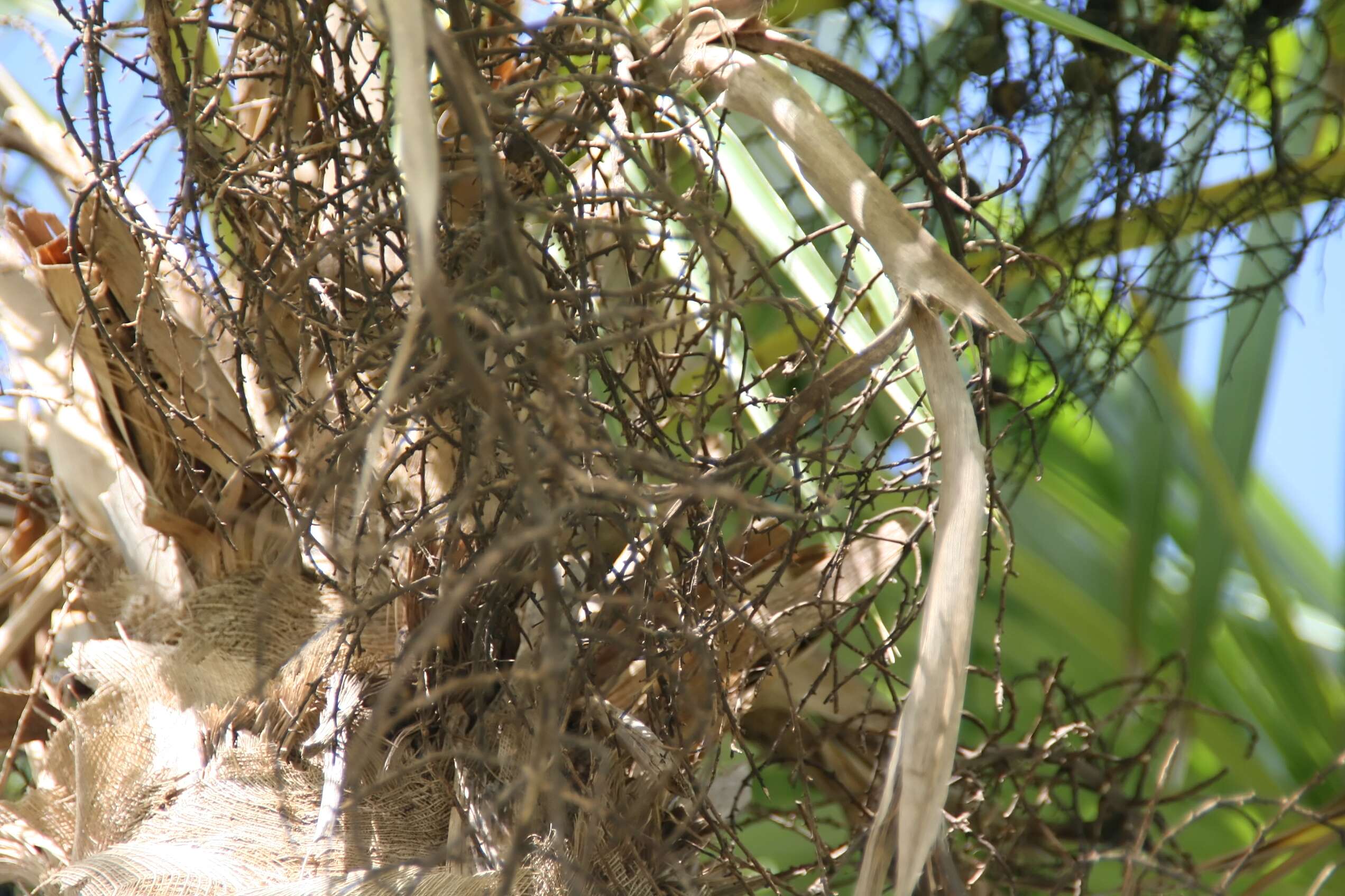 Image of Coccothrinax guantanamensis (León) O. Muñiz & Borhidi