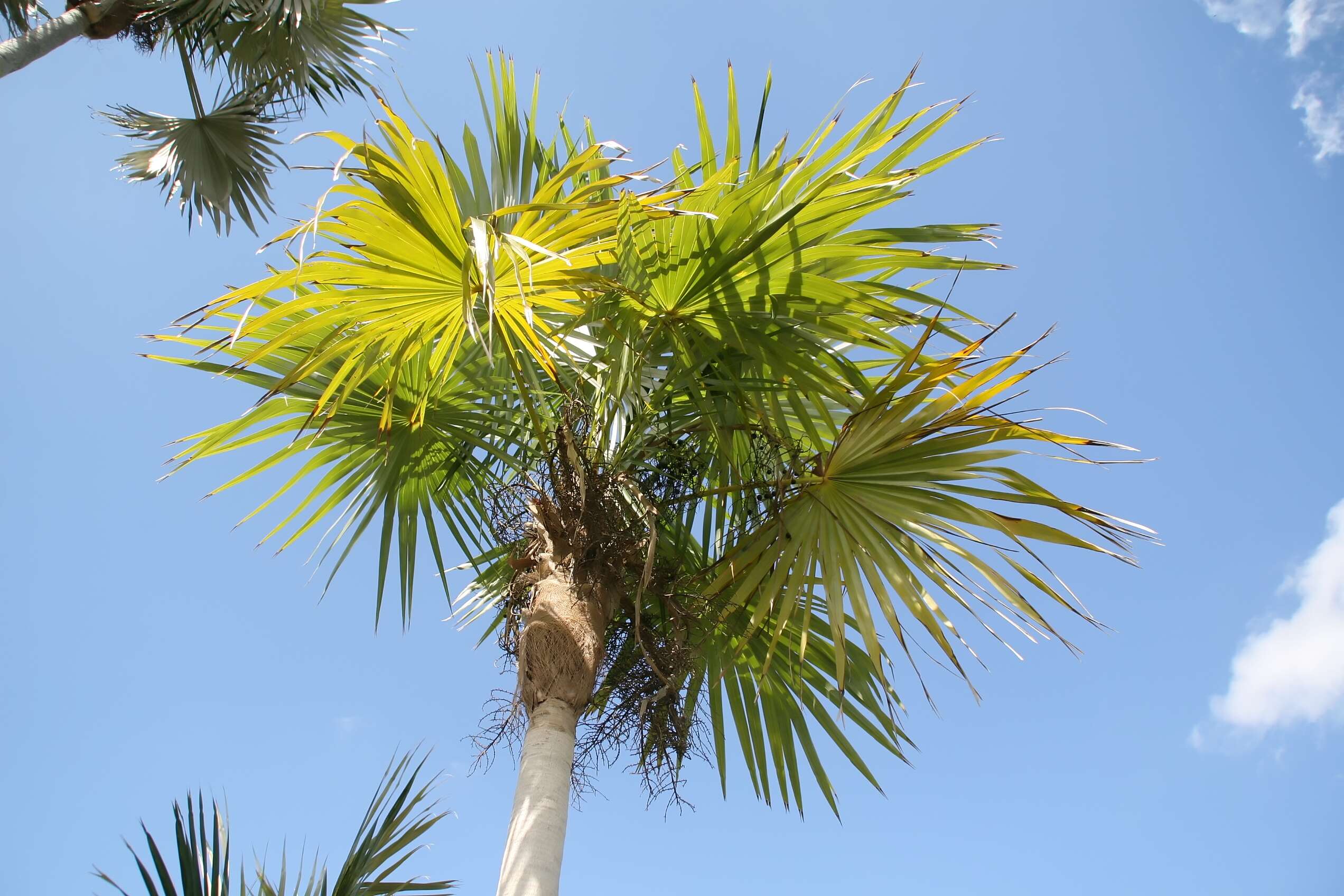 Image of Coccothrinax guantanamensis (León) O. Muñiz & Borhidi