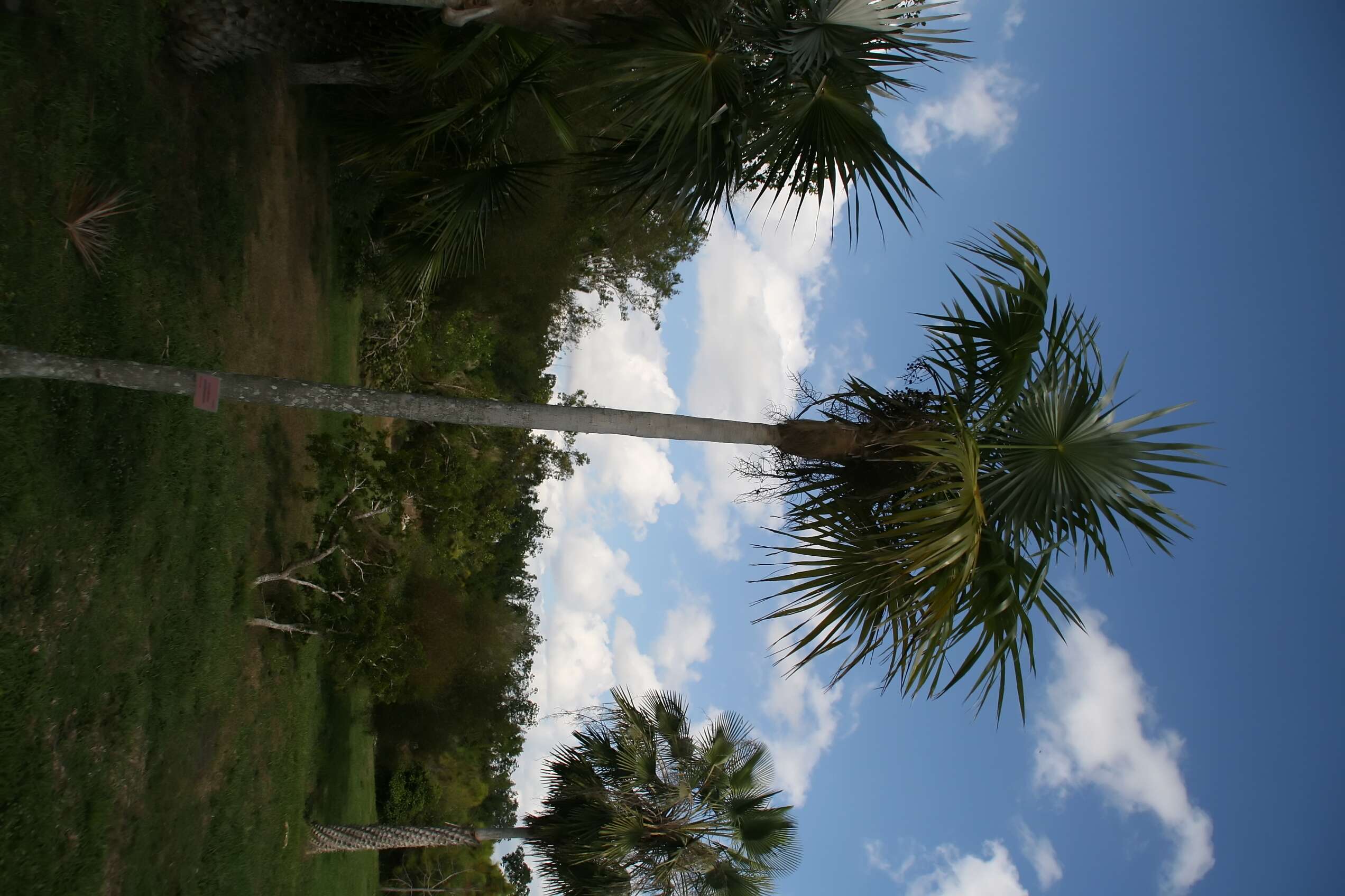 Image of Coccothrinax guantanamensis (León) O. Muñiz & Borhidi