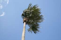 Image of Silver Palm